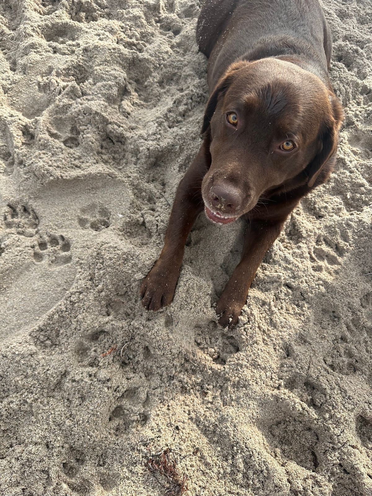 Oceanfront Bark