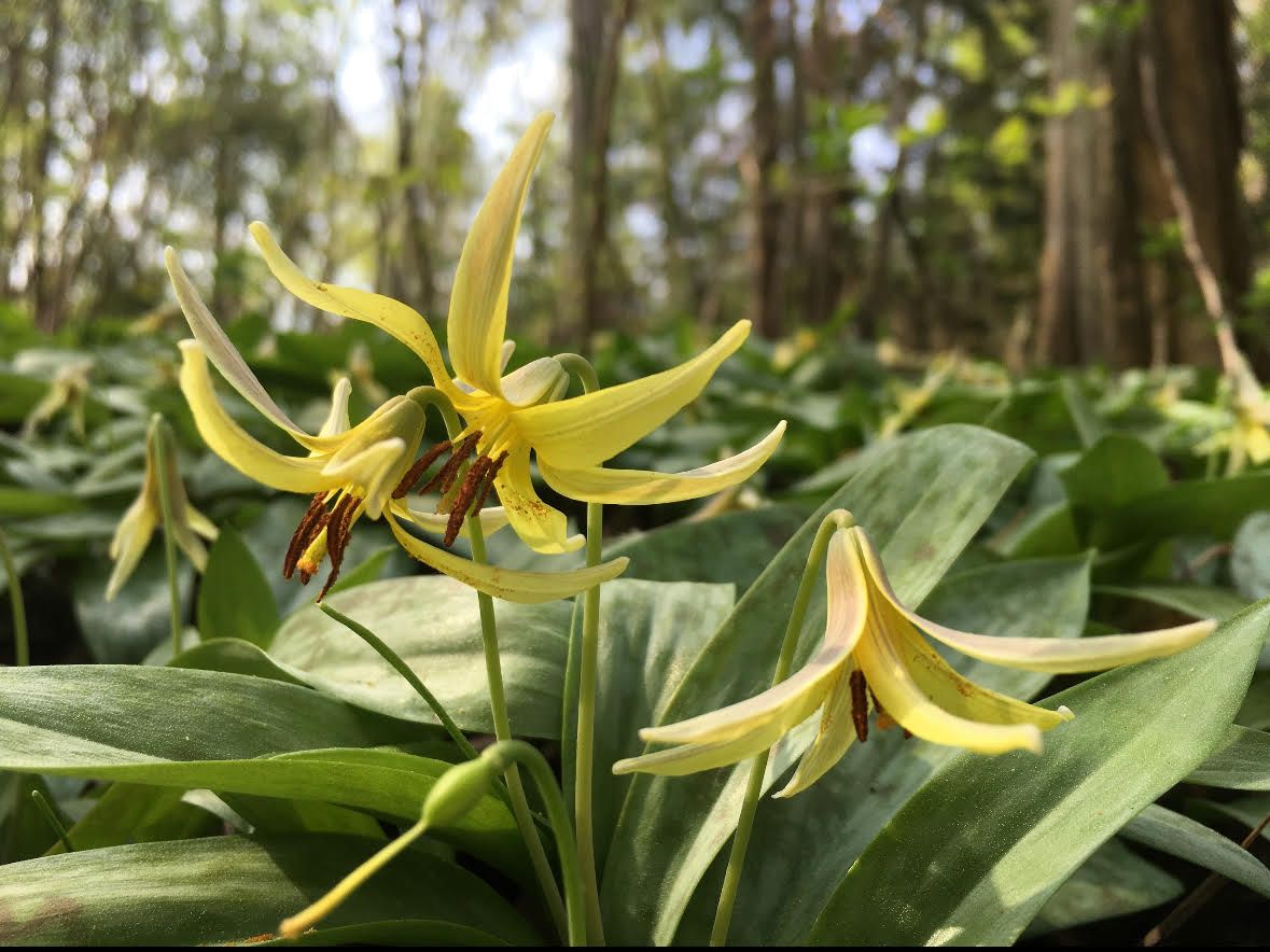 UNC Charlotte Botanical Garden Spring Wildflower and Ephemerals Guided Tour