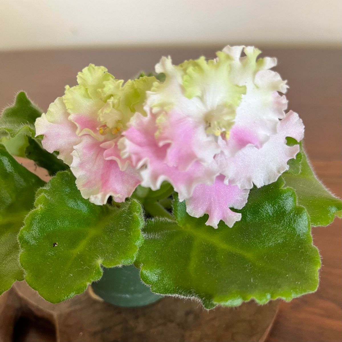 Central Coast African Violet Sale & Display