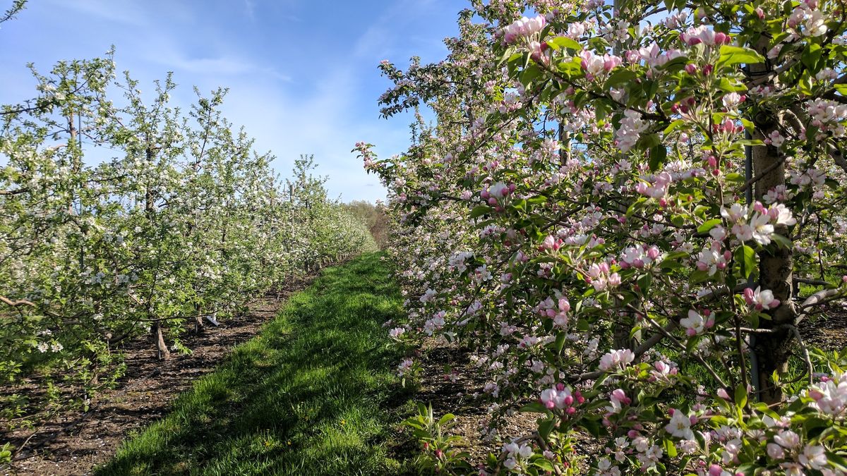 Free Self-Guided Spring Orchard Walk