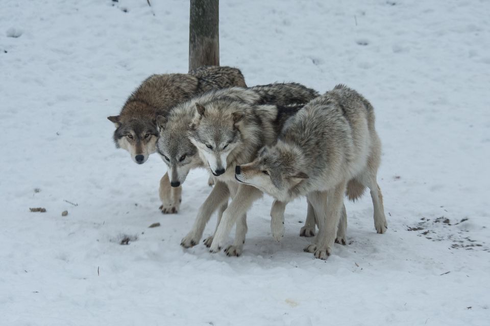 Wolf Feeding and Q&A with the Bay Beach Wildlife Sanctuary Staff