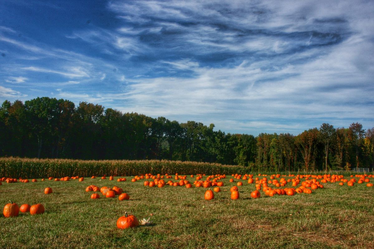 Fall Pumpkin Days