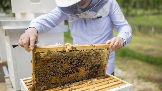 Intro to Beekeeping at Westraven Garden