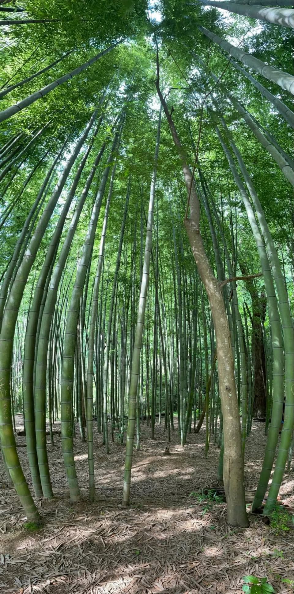 Atlanta- Hike to the Bamboo Forest 