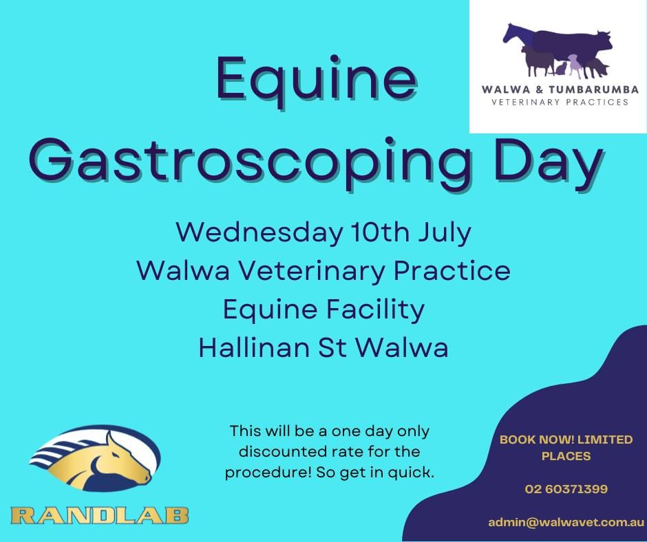 Equine Gastroscoping Day