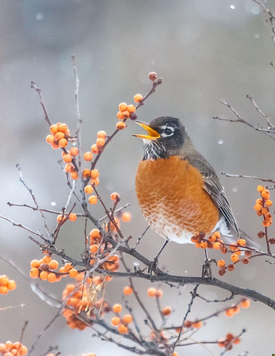 Berries for Birds (Zoom Event) with Master Gardener Ellen Birenbaum