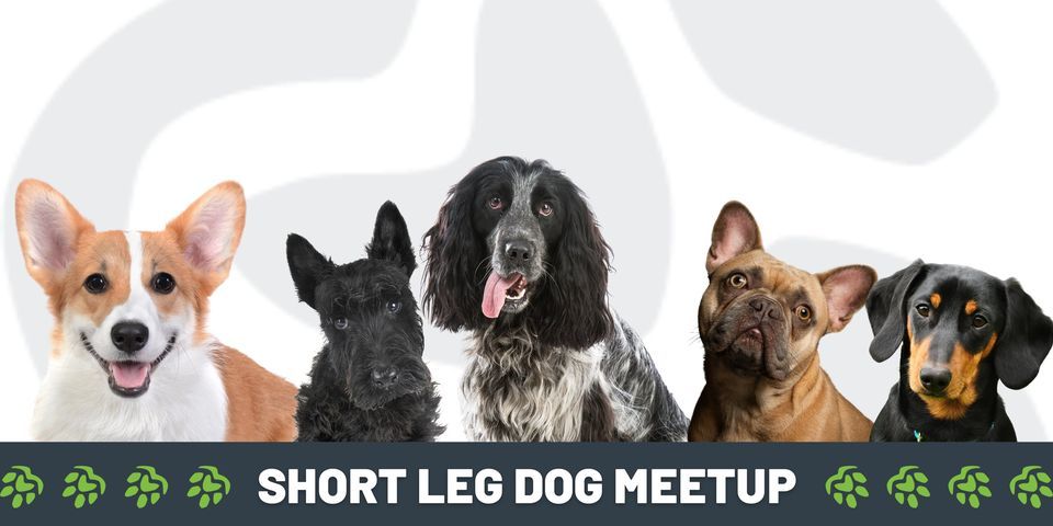 Short Leg Dog Meetup