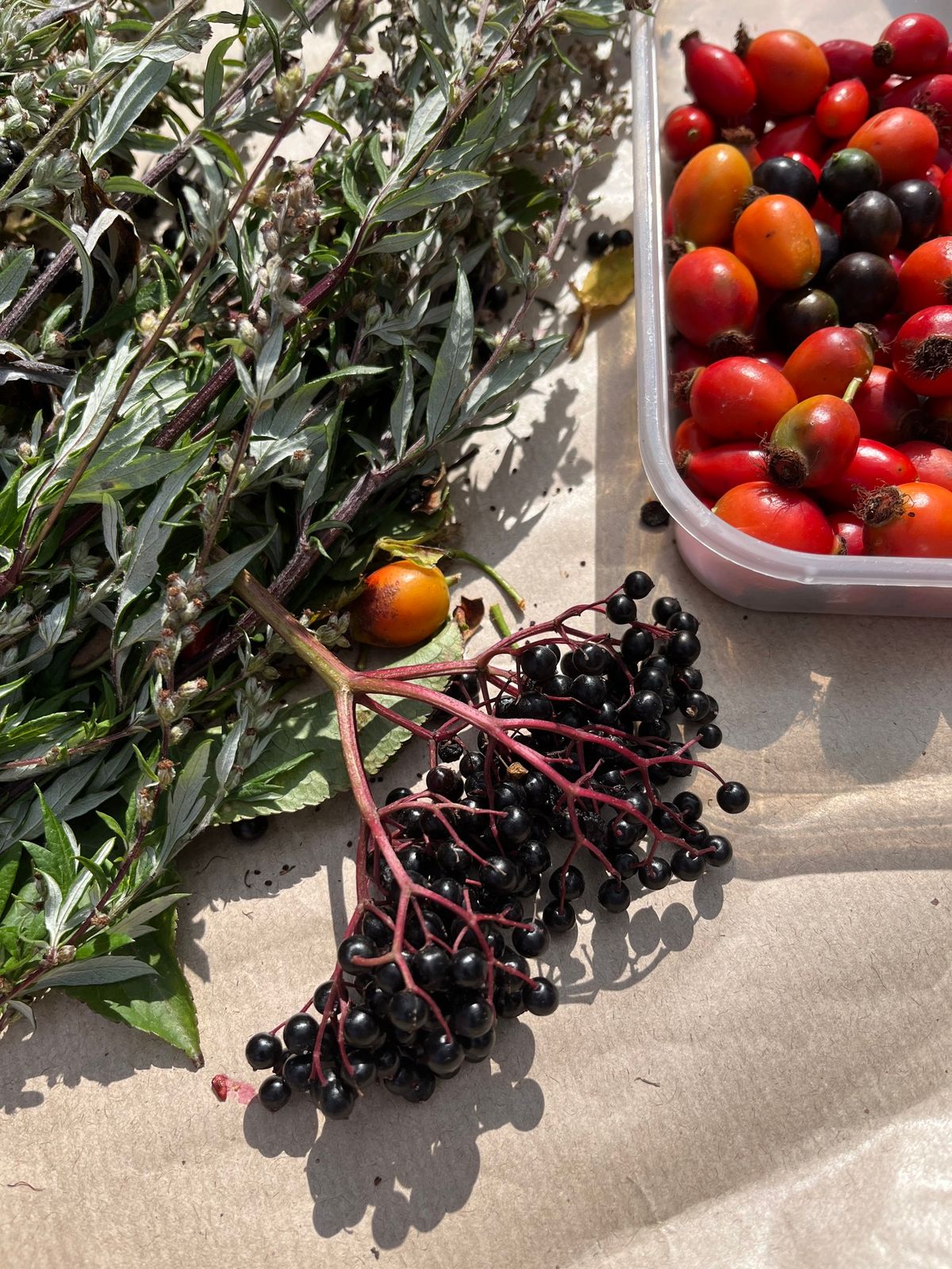 Witton Castle - Introduction to Foraging Walk