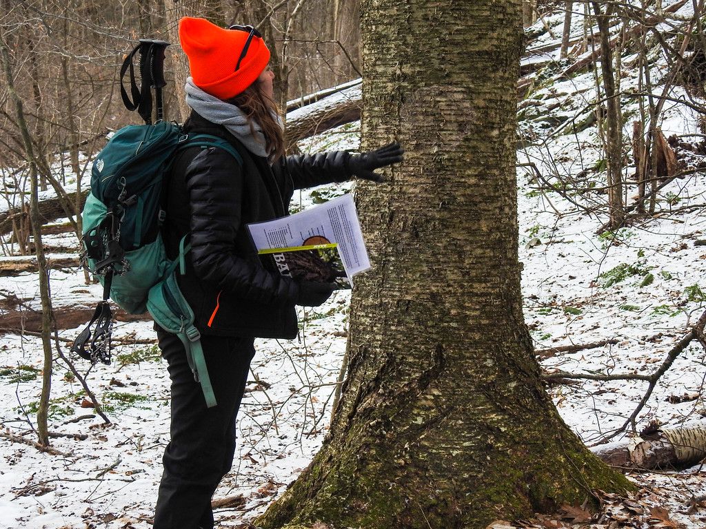 Winter Tree Identification, The Boulders, Pittsfield