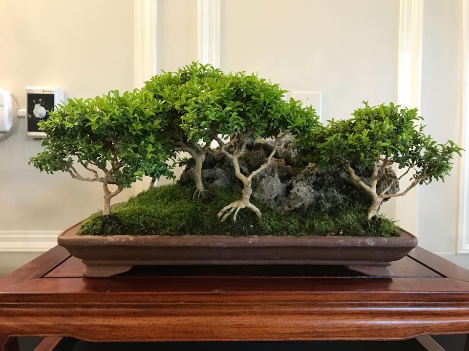 Fall Bonsai Show