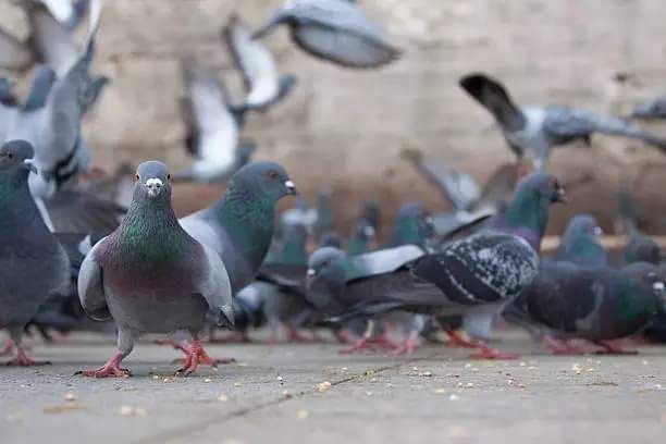 Tierschutz-Flohmarkt zugunsten der Tauben