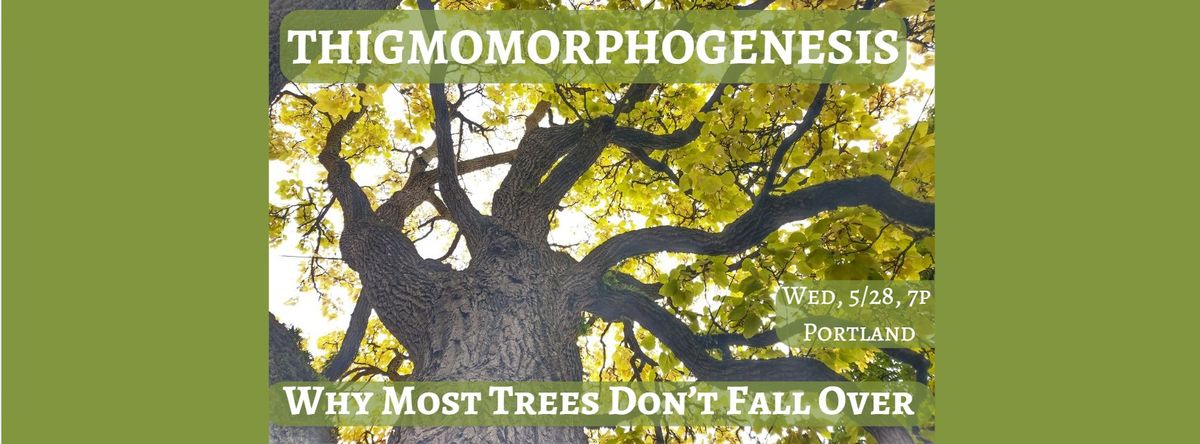 Thigmomorphogenesis, or Why Most Trees Don\u2019t Fall Over