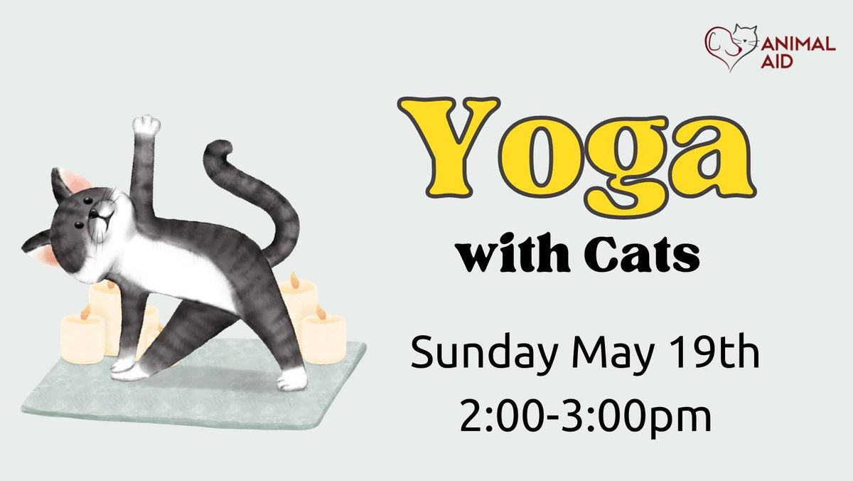 Yoga With Cats 