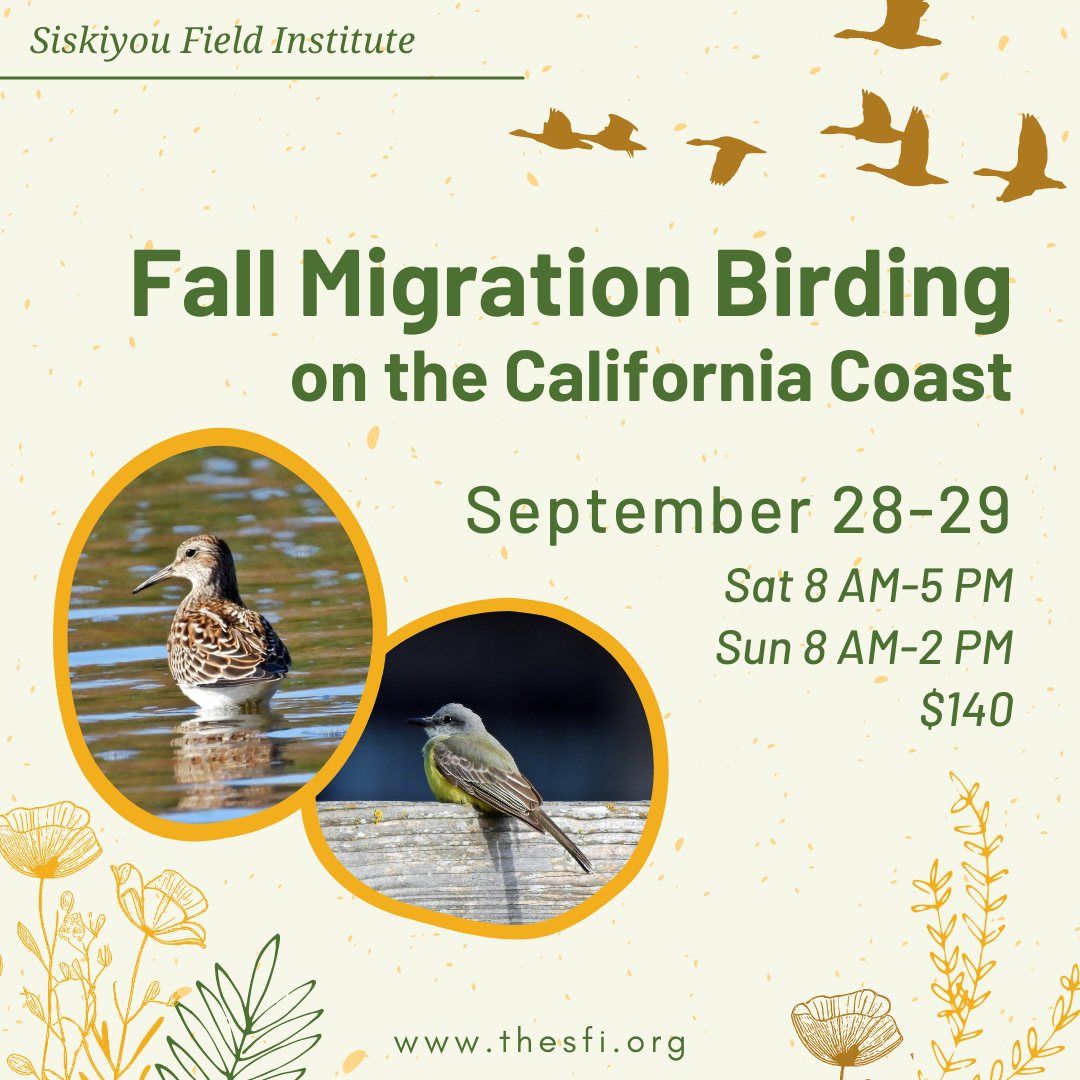 Fall Migration Birding on the California Coast