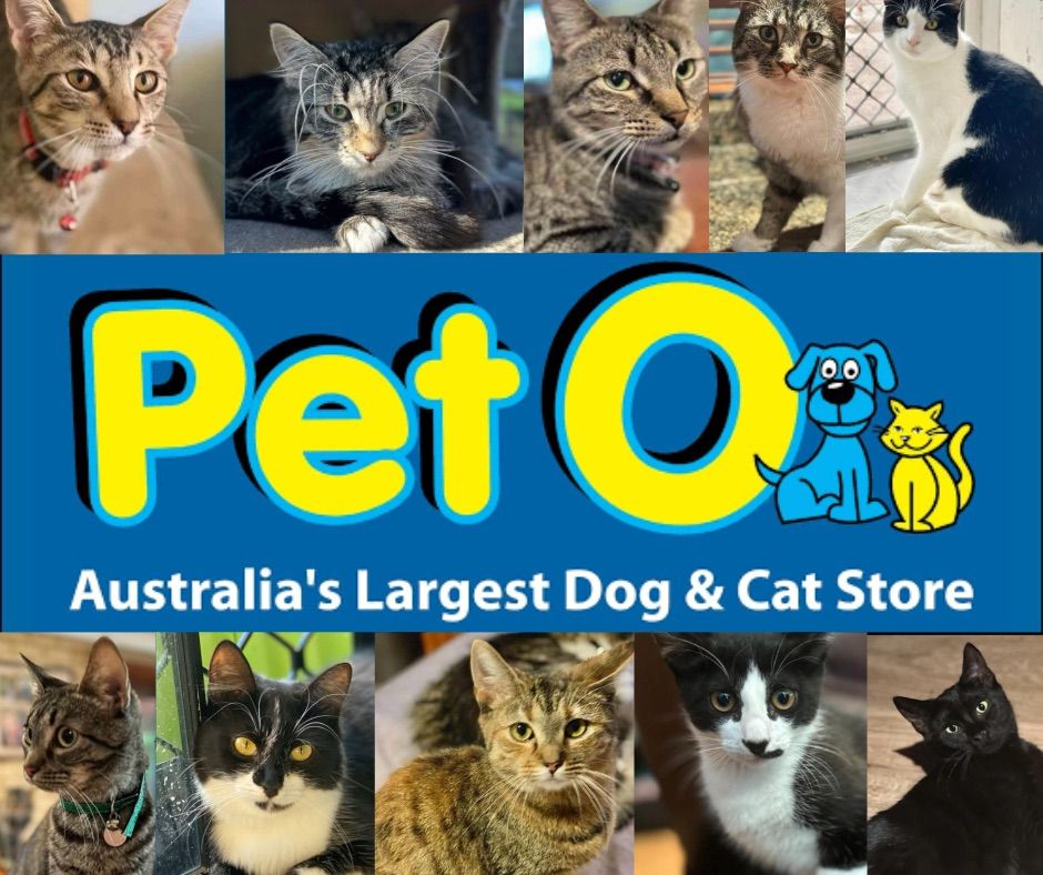 Adoption Day at Pet O Butler 