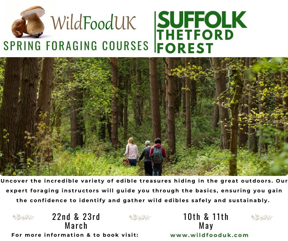 Suffolk, Thetford Forest Spring Foraging Courses