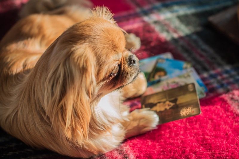 Pet Communication using Oracle cards