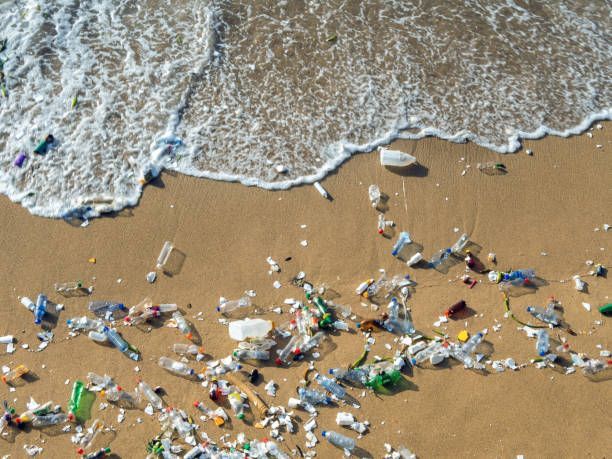 Nature Coast Litter Clean-up 