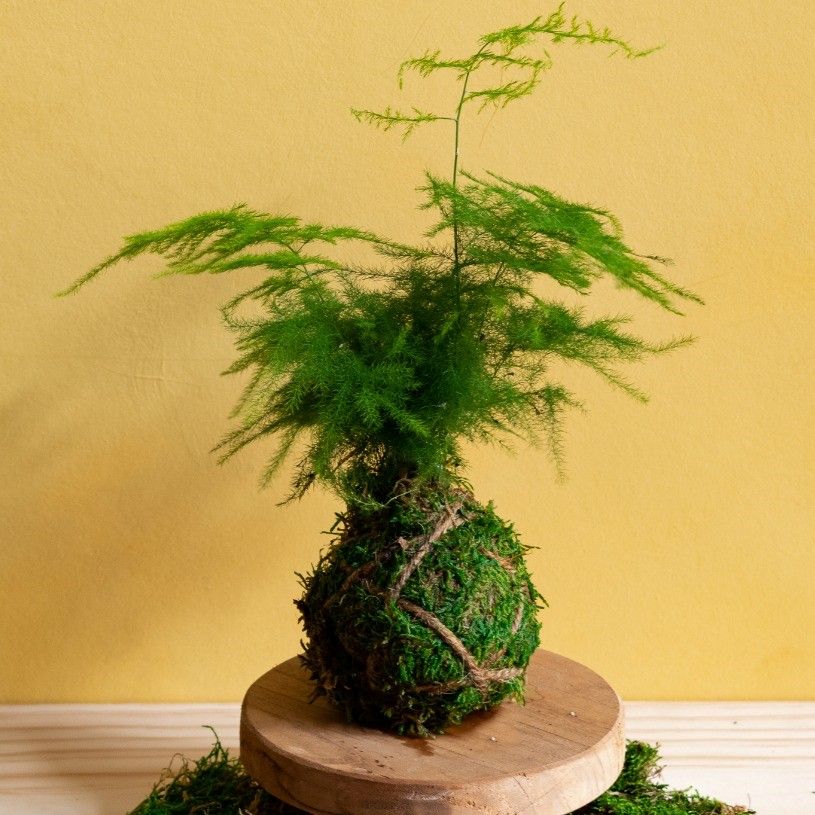 Kokedama Moss Ball Workshop (in-person)