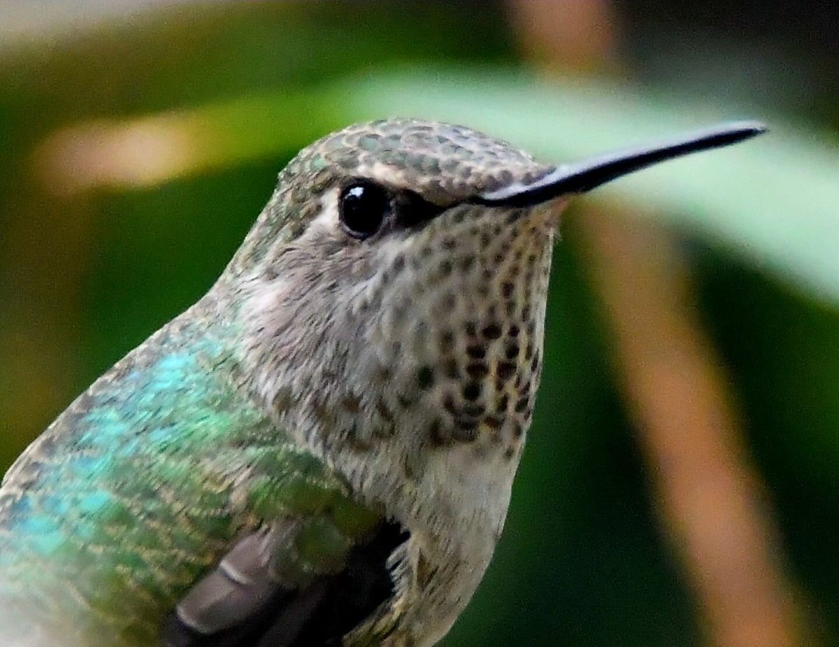 2025 San Diego Bird Festival