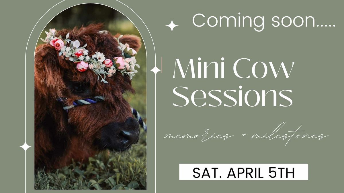 Mini Cow Session - SELF SERVE PHOTOS 