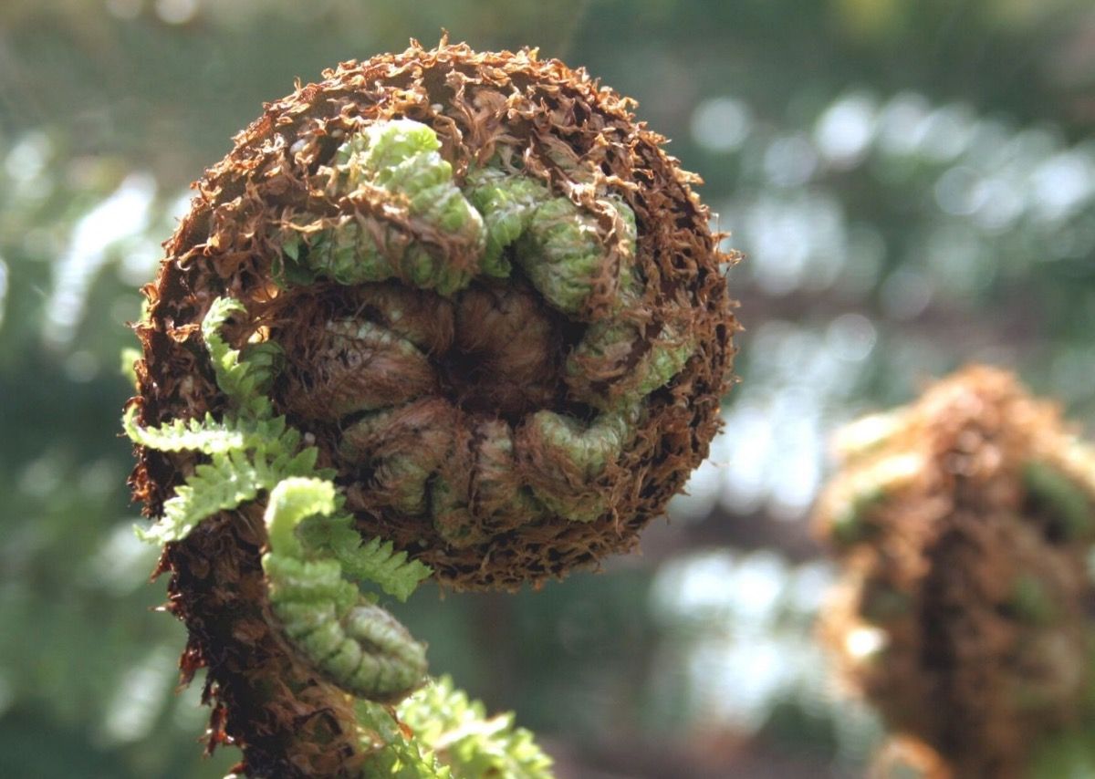 Reconnect & Thrive: Yoga, Meditation & Deep Ecology Retreat, Golden Bay, NZ