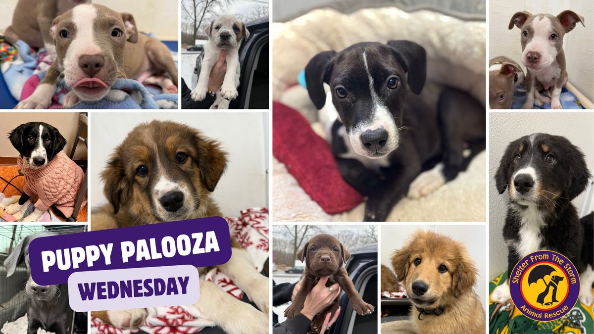 Puppy Palooza!