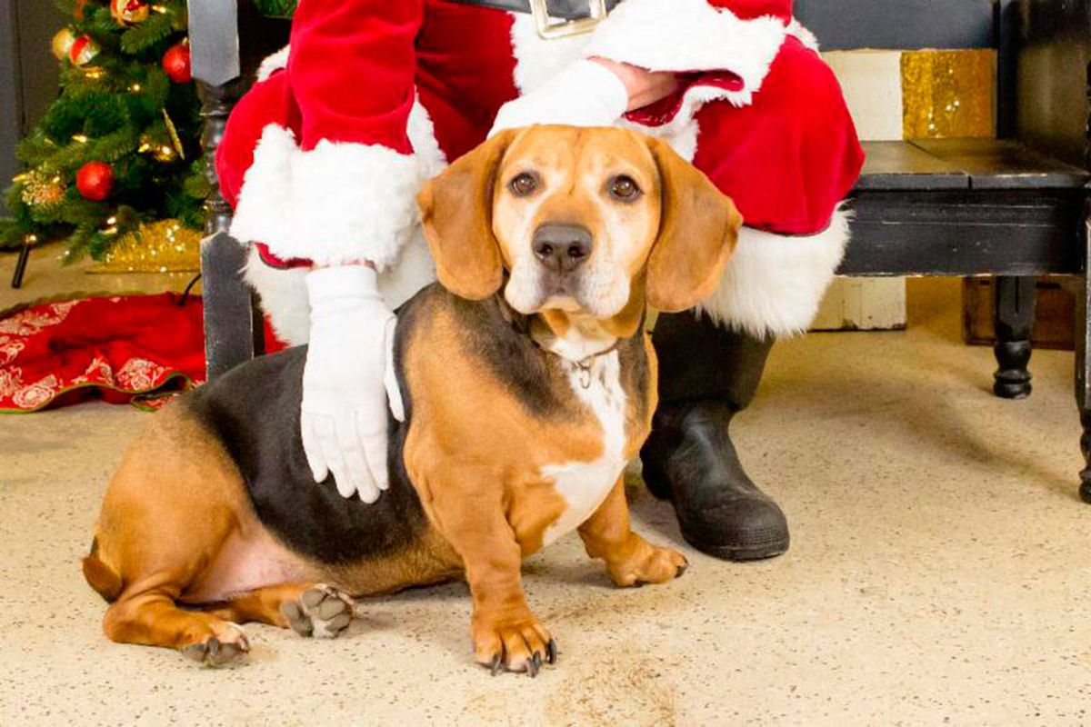 Santa Paws Is Coming To Earthwise!!  Photo Op With Your Fur Kid