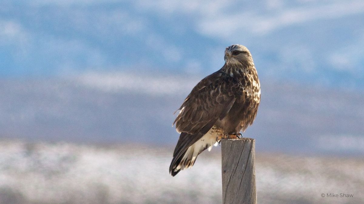 Winter Raptor Field Trip