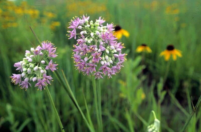 Native Garden Planning Workshop