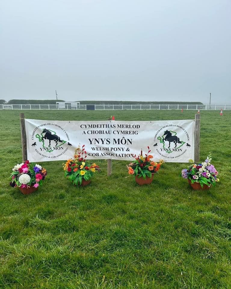 Sioe Gywion, Stoc Ifanc a Marchogaeth Foal, Youngstock & Ridden Show