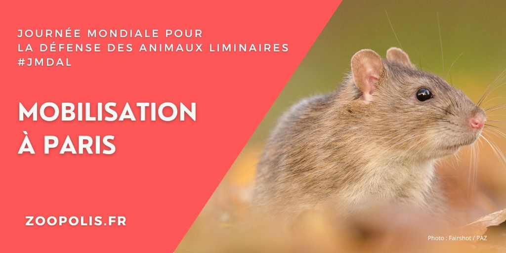 JMDAL \/ PARIS : Mobilisation pour les animaux liminaires