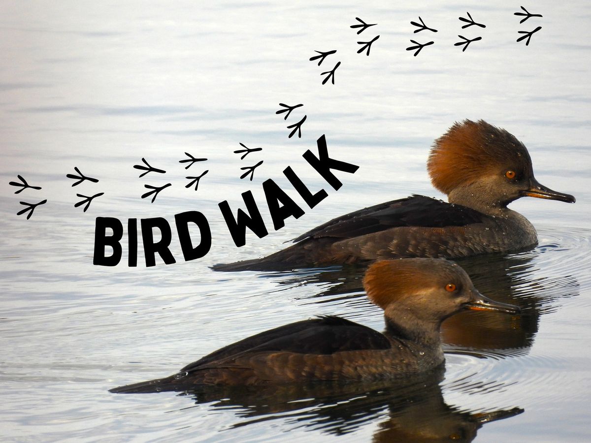 Bird Walk at Pickering Ponds