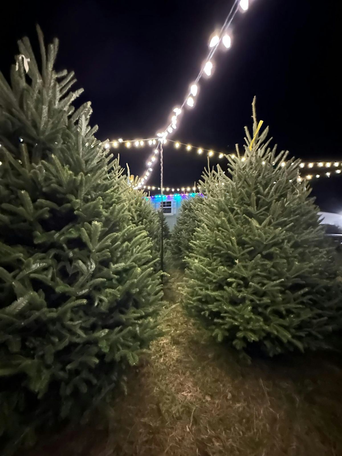 Merry and Bright: Christmas Lot Lighting