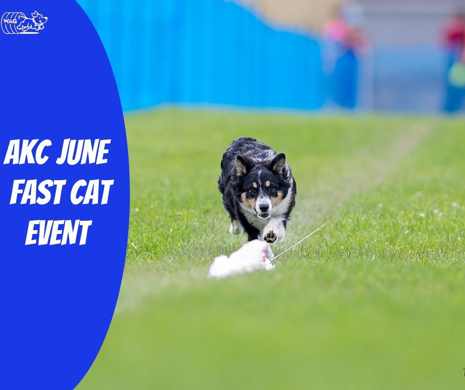 WAG June Fast CAT Event 2025