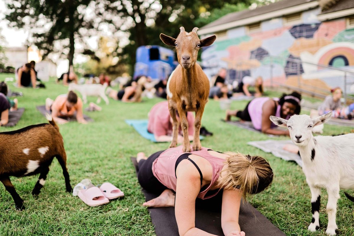 Goat Yoga @ Overton Park Shell