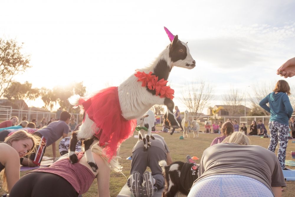 Fairytale Baby Goat and Alpaca Yoga & Donkey Cuddling- 10am 3\/07