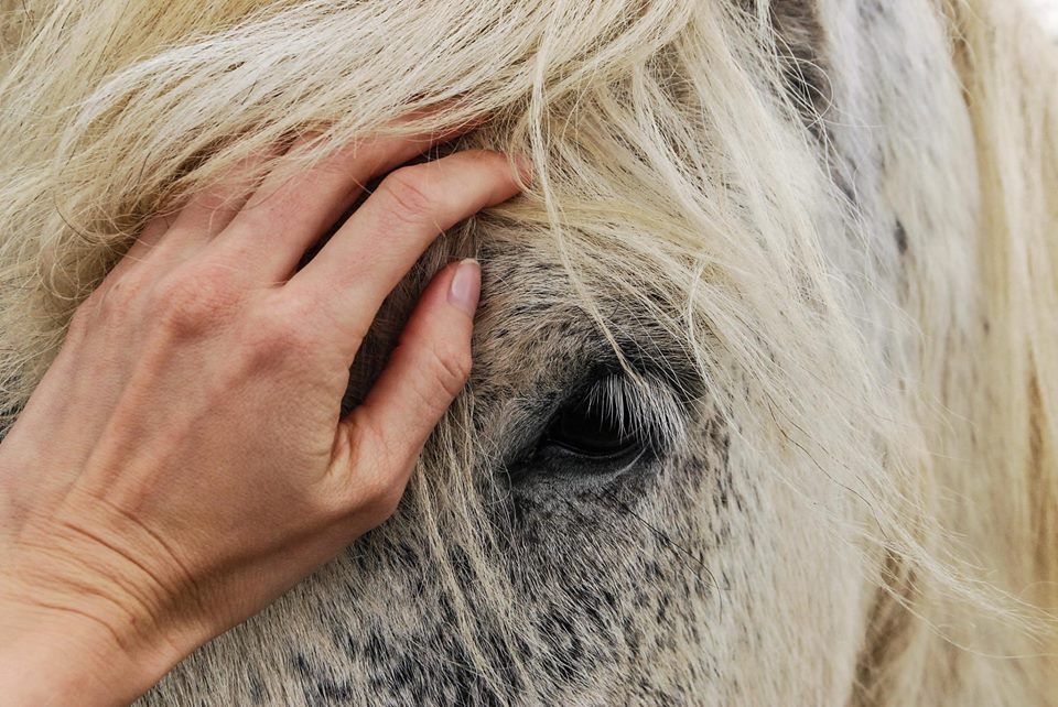 2daagse cursus TTouch paard 25-04 en 23-05-25