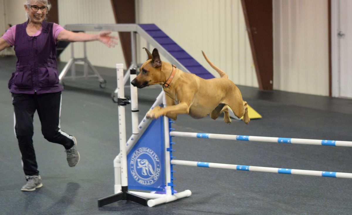 WDC Agility Trial @ OKC