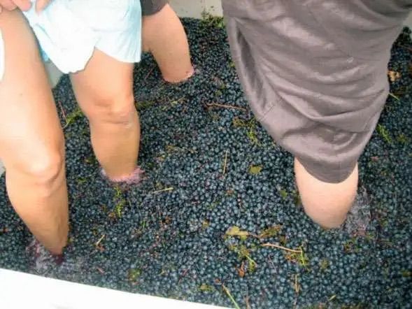 Headley Inn Winery & Vineyard Harvest Fest  & Grape Stomp