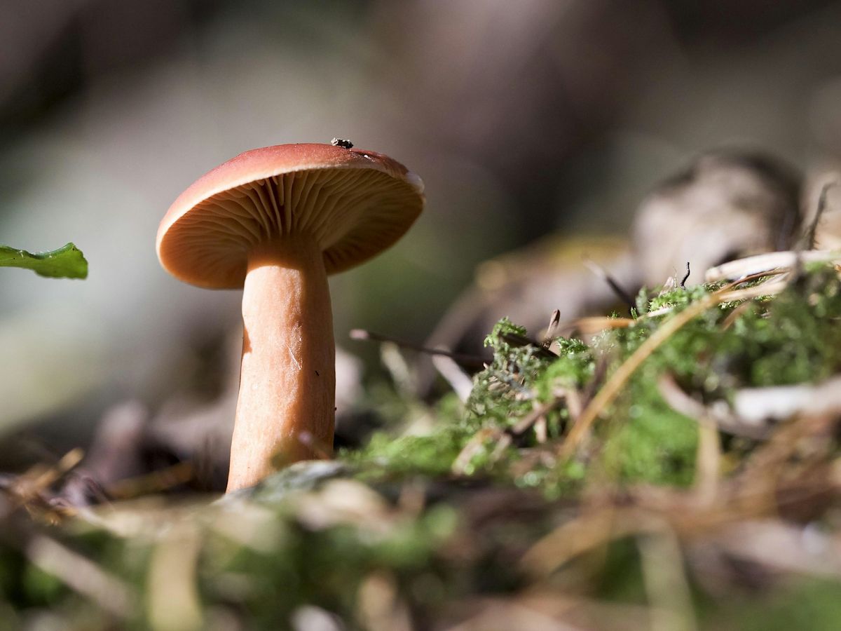 Charnwood Local Group - Fungi Foray at Charnwood Lodge