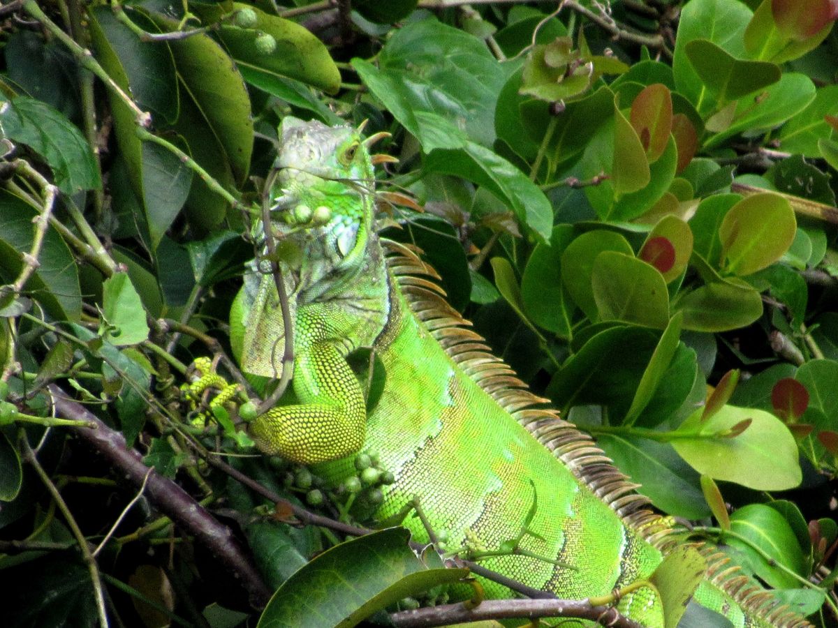 Reptiles & Amphibians: Insidious Invasives