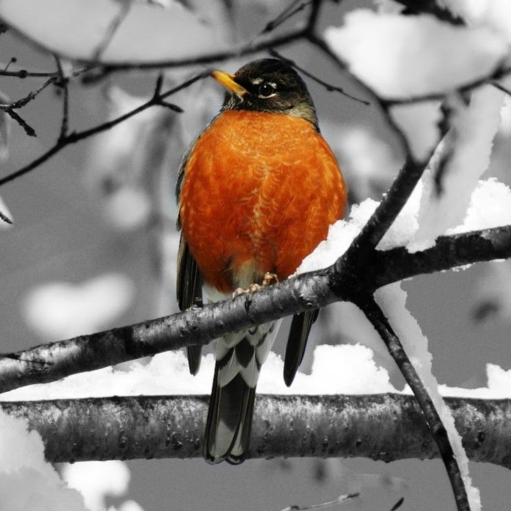 Dubuque Audubon Annual Christmas Bird Count