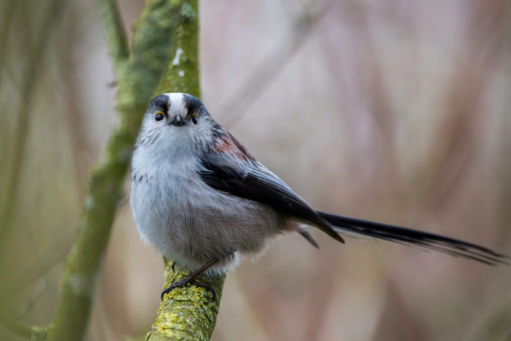 Sortie ornitho : \u00e0 la rencontre des oiseaux