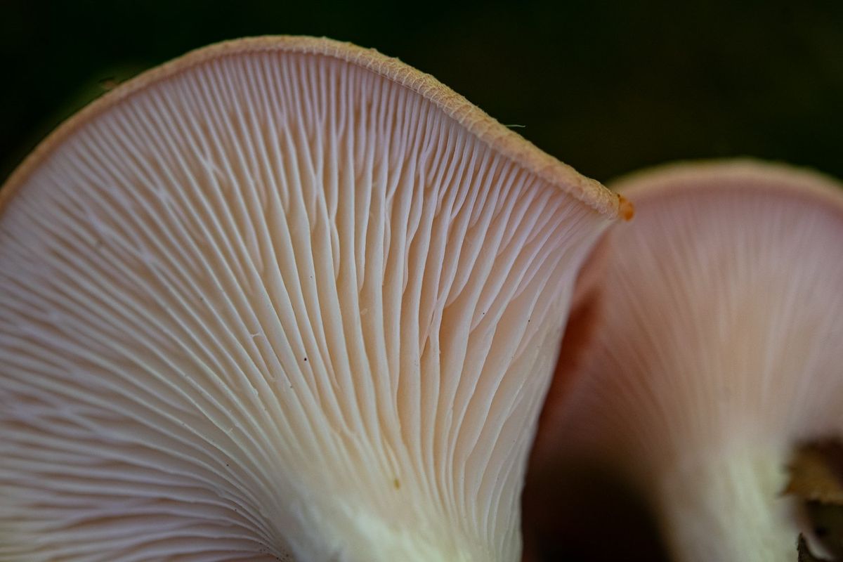 Introduction to Fungi Presentation \u2014 Prairie States Mushroom Club