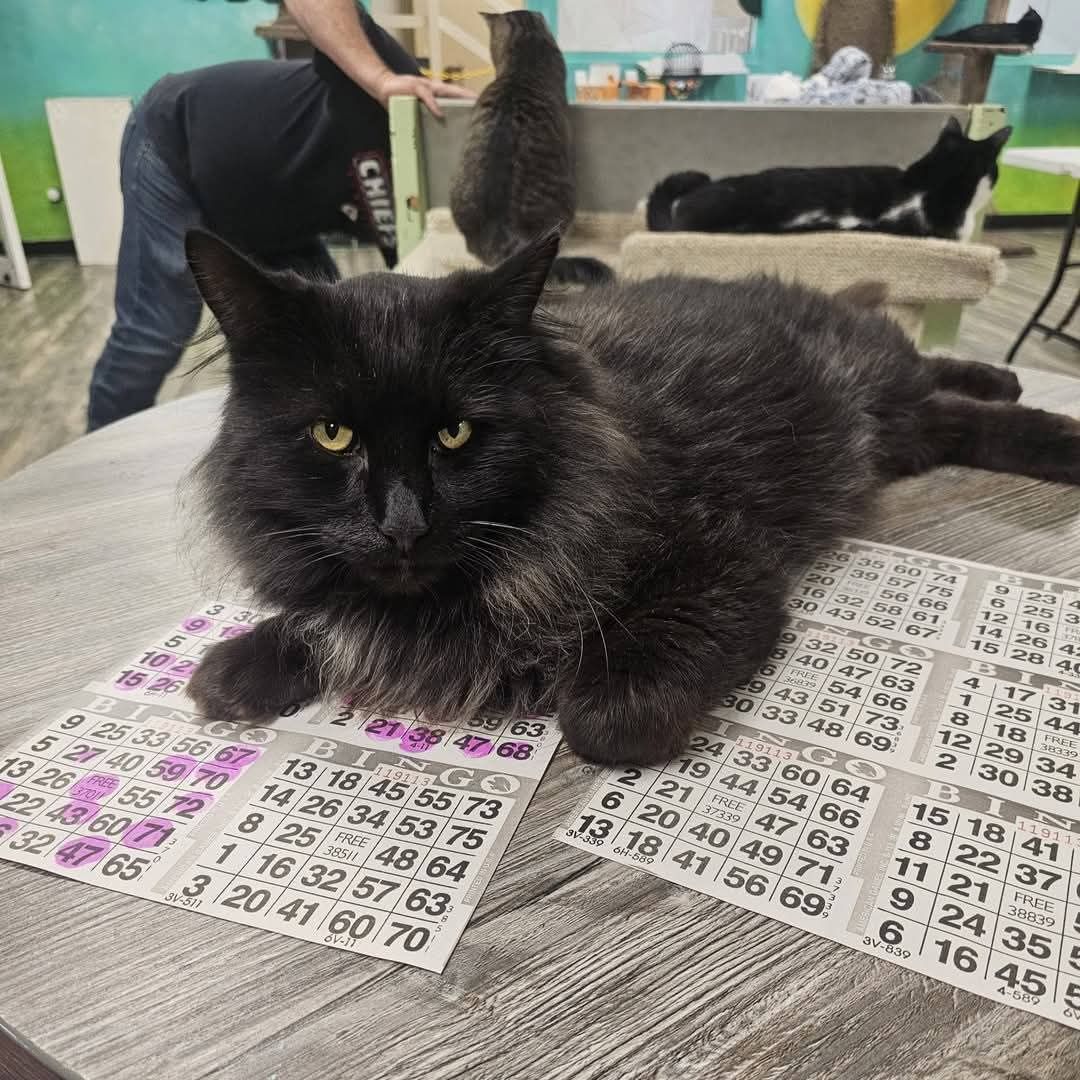 Cat Bingo - February 