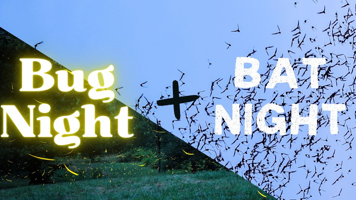 Bug & Bat Night at Carvins Cove