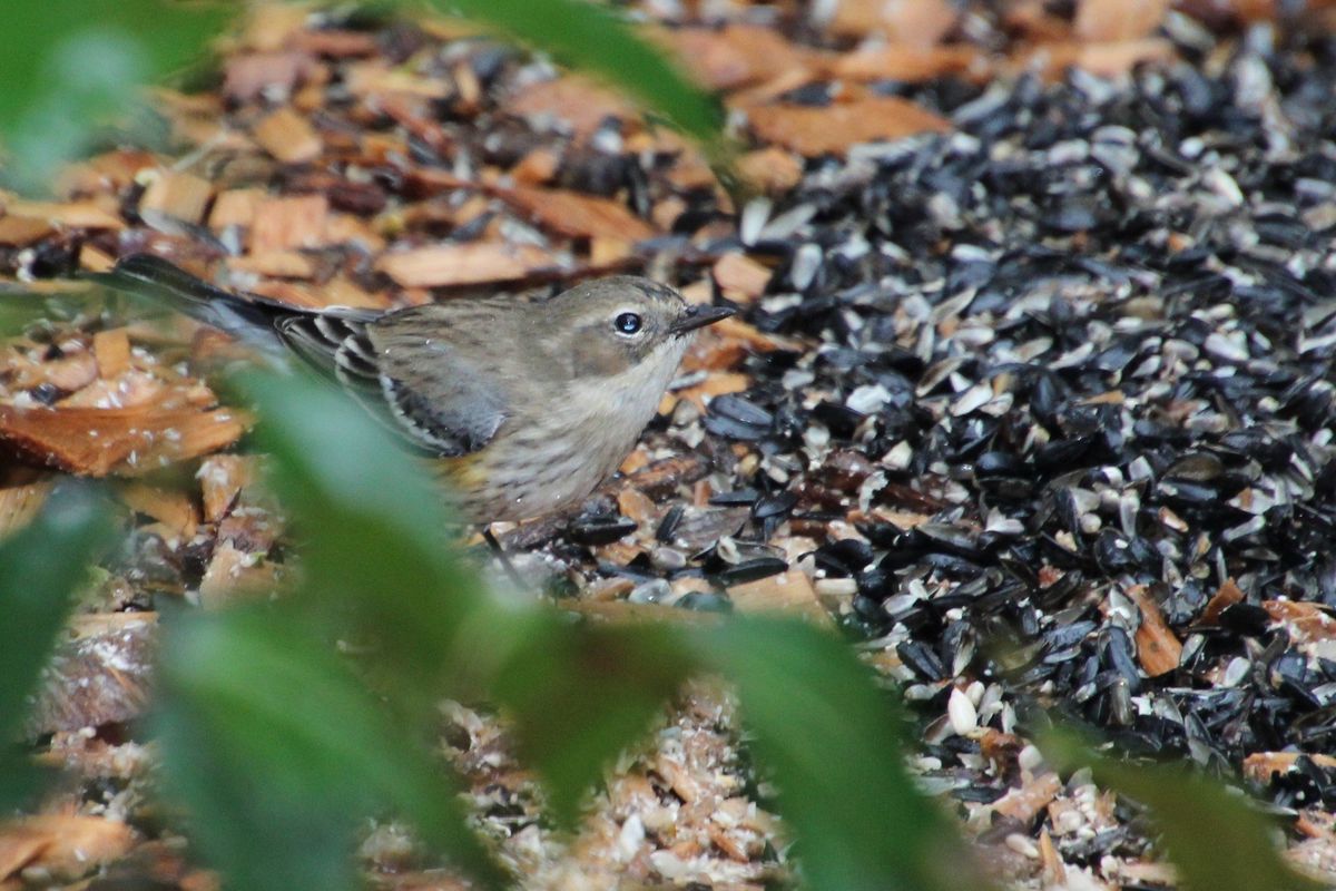 A Season Of Birding Lectures - Feeding Backyard Birds 101