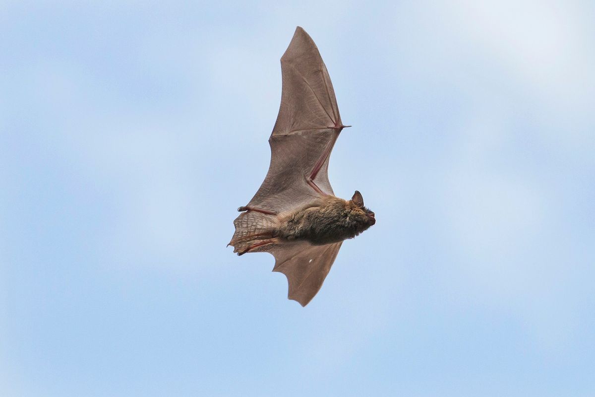 Preschool Story Hour: Bats