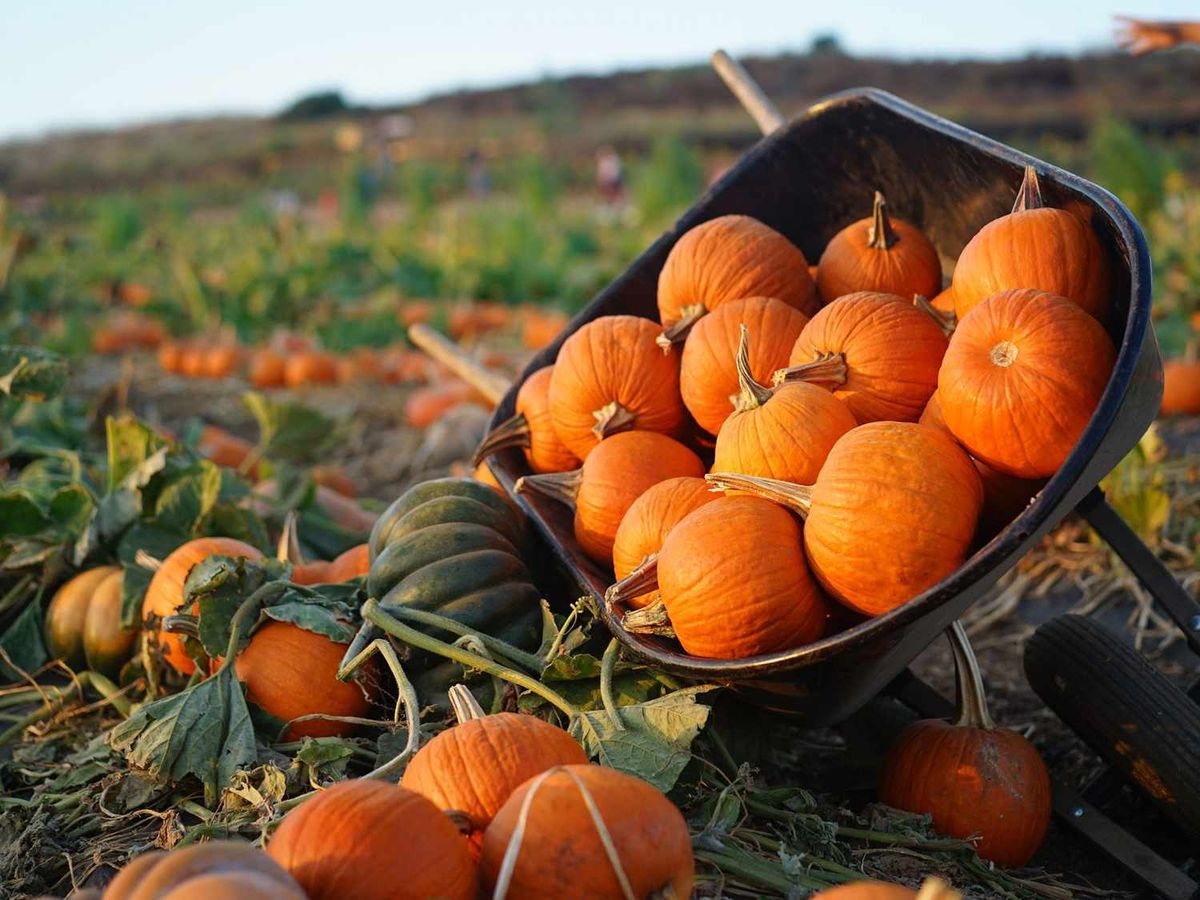 Pumpkin Patch for Young Adults